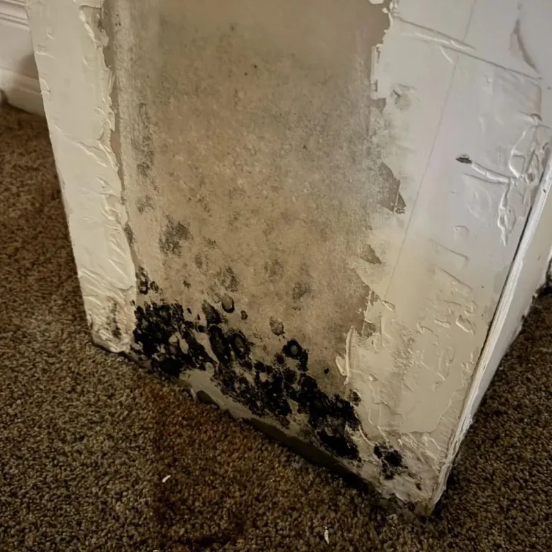 Professional Mold Removal in Forman, ND